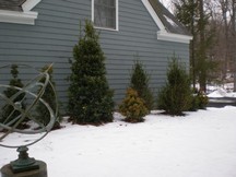 Foundation Planting